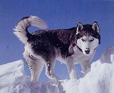 chien des neige