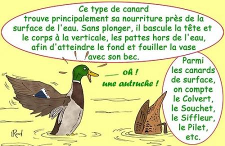 canard