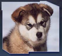 trop bo le bebe chien des neige