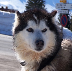 encore lun de mais chien preferer