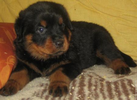 sa ses encore l'un de mais chien preferer