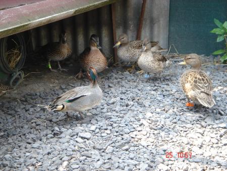 encore mai canard