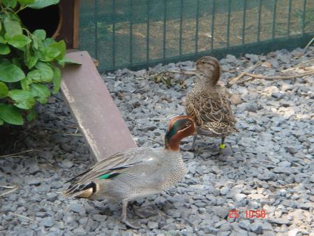 mai canard