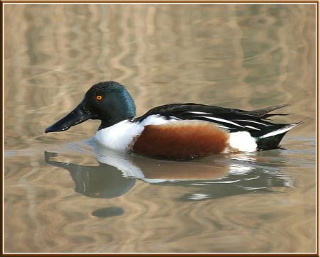 canard 