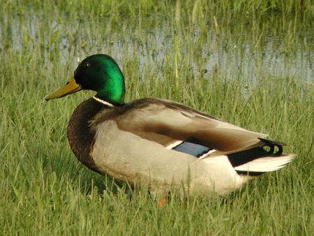 canard